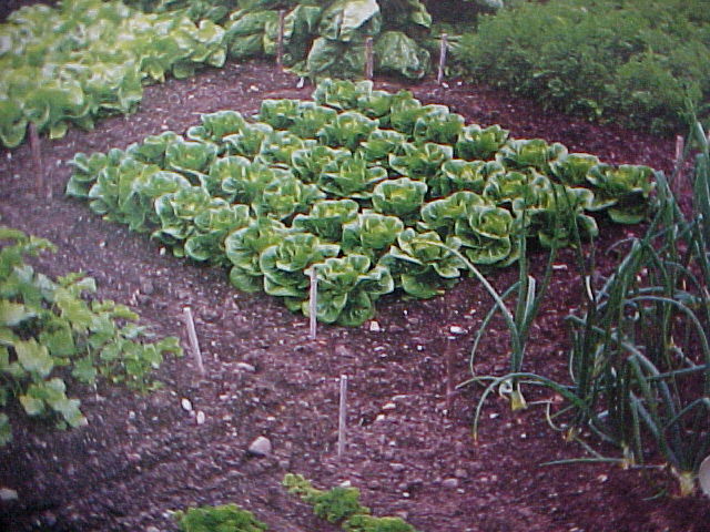 hortalizas.jpg (97577 bytes)