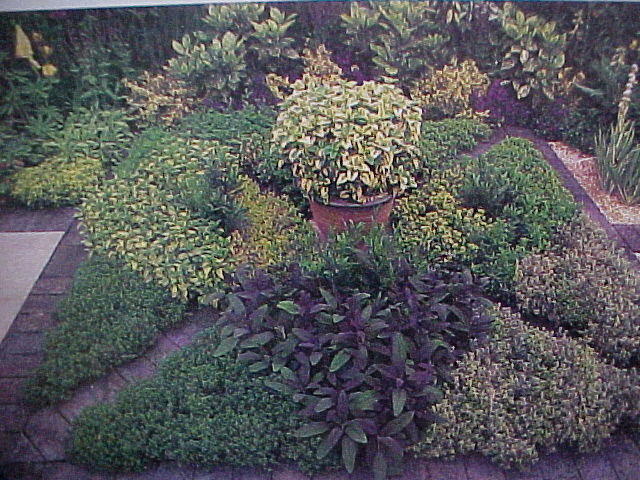 otras plantas.jpg (110222 bytes)