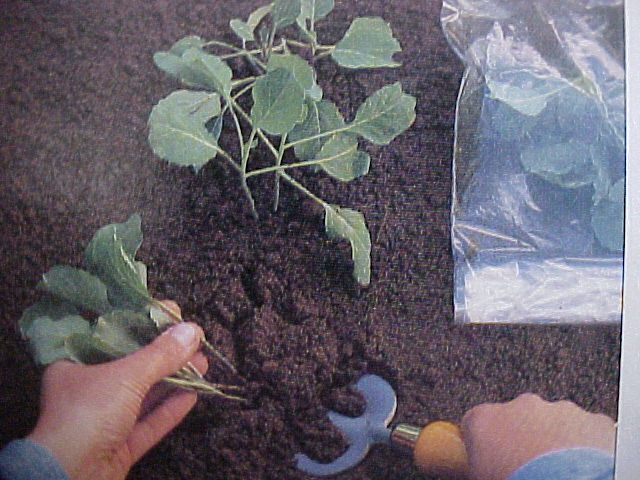 transplante.jpg (79090 bytes)