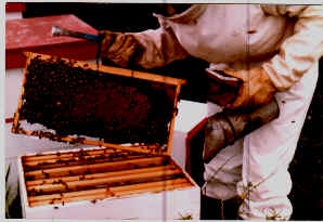 cajones.jpg (12176 bytes)