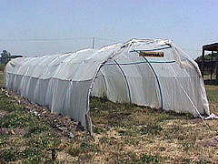 invernadero.jpg (12979 bytes)
