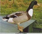 challans.jpg (12645 bytes)